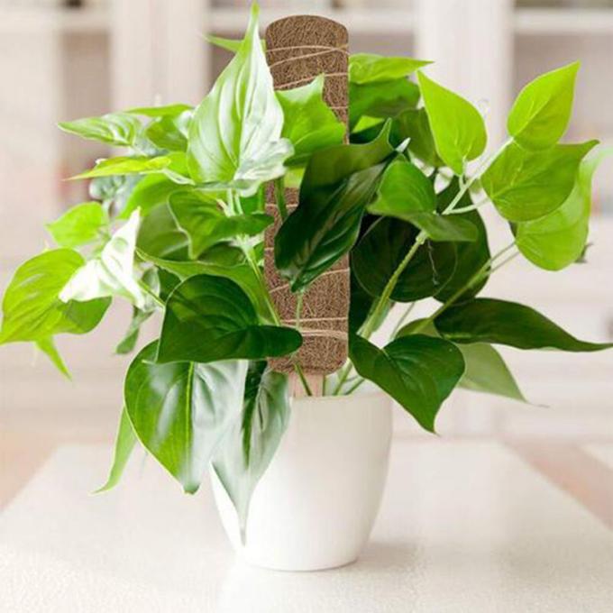 Palos de coco de coco tamaño personalizado palos de coco de coco Totem Mat para plantas de crecimiento escalada 3