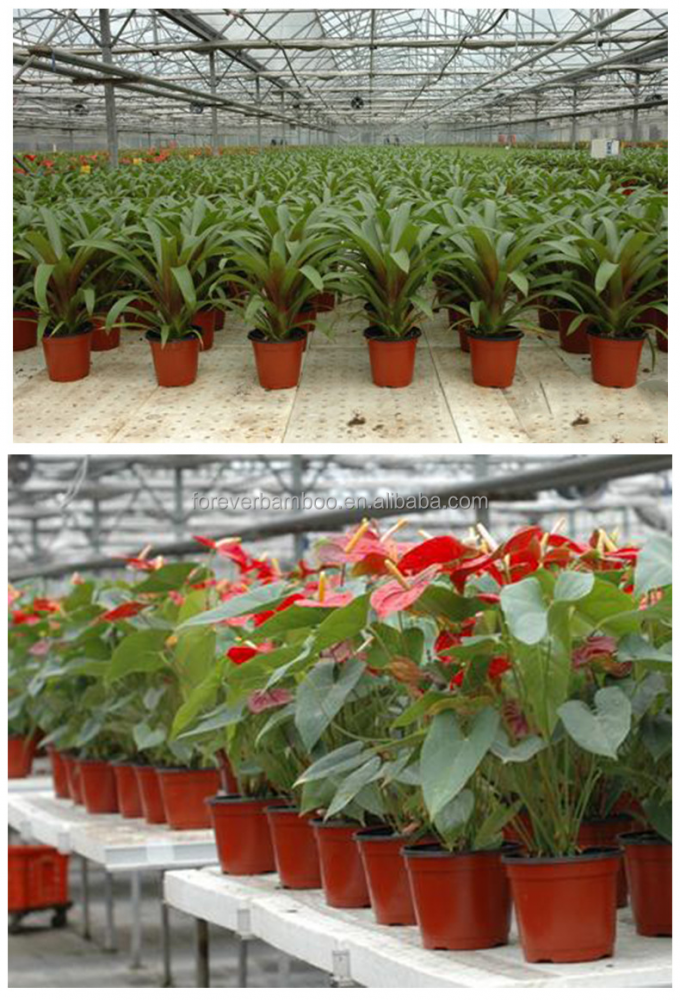 Plantas de plástico semillero horno para semillas germinación, semillas creciendo 1