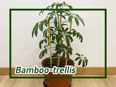 Cómo usar trellis de bambú para plantas de escalada en forma de U