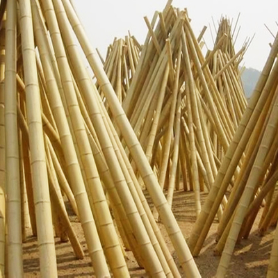 Naturaleza amarilla postes de bambú al aire libre crudos postes de bambú secos los 2m 3M los 4m