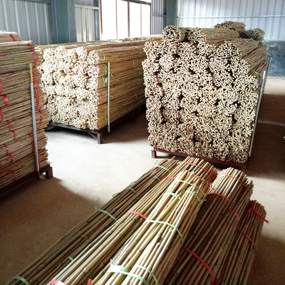 participaciones de bambú de bambú crudas de los 250cm postes para la planta de la decoración