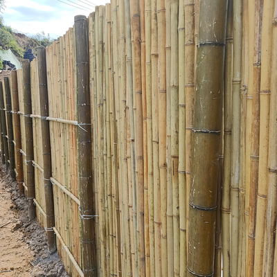 Cerca de bambú de bambú natural For Garden de la aislamiento de Tonkin poste 240 altos del cm