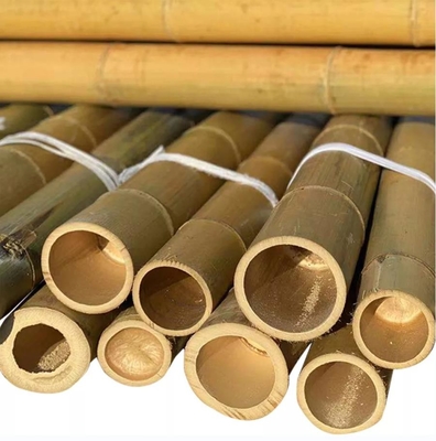 Bambú natural poste de Moso de 10 pies para la construcción constructiva del jardín