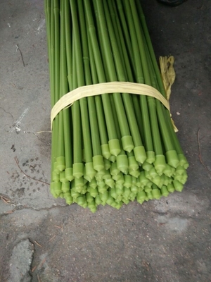 verde postes de bambú de la longitud de los 40cm los 60cm los 90cm el 120cm que pintan verde