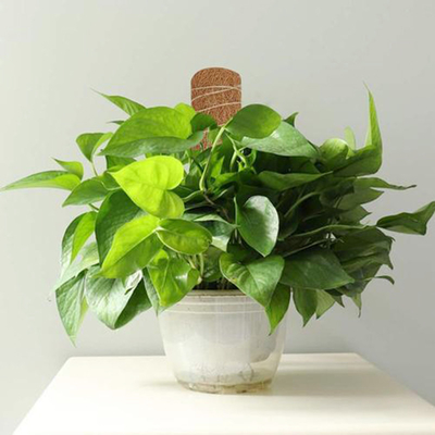 15,7 pulgadas de la planta de postes del coco de polos coloreados naturales Moss Pole del bonote para las plantas que suben y que apoyan