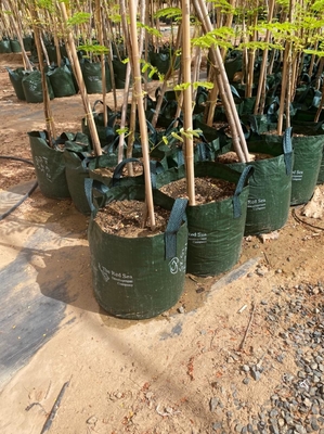 Bambú sólido de bambú postes de Home Decoration Raw postes Tonkin de la cerca del jardín