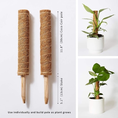 Moss Pole Plant Support Climbing Poles de coco Plantas de colores de palma