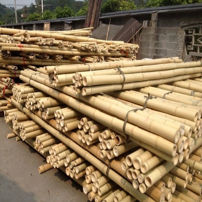 Moso grande al aire libre recto seco modificado para requisitos particulares postes de bambú color natural de los 60cm a de los 595cm