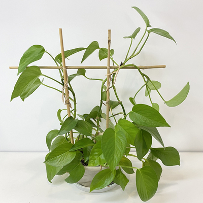 El bambú de la materia prima del 100% estaca los 6m que los aros de la forma de U Handcrafted la flor de la ayuda del enrejado