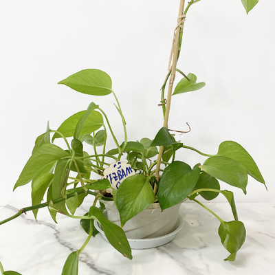El bambú de la materia prima del 100% estaca los 6m que los aros de la forma de U Handcrafted la flor de la ayuda del enrejado