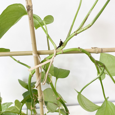 El bambú de la materia prima del 100% estaca los 6m que los aros de la forma de U Handcrafted la flor de la ayuda del enrejado
