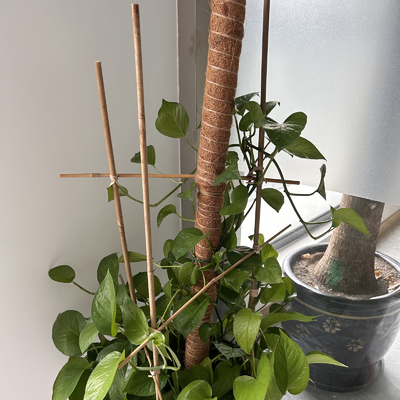 El bambú de bambú natural modificado para requisitos particulares de la materia prima estaca el diámetro de la longitud 6m m de los 40cm los 60cm los 90cm