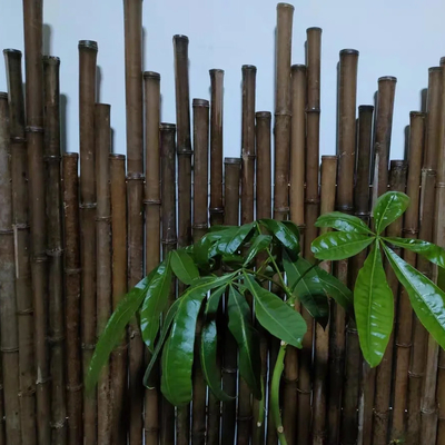 los 4cm hasta los 20cm Tonkin postes de bambú crudos carbonizaron rojo verde negro modificado para requisitos particulares