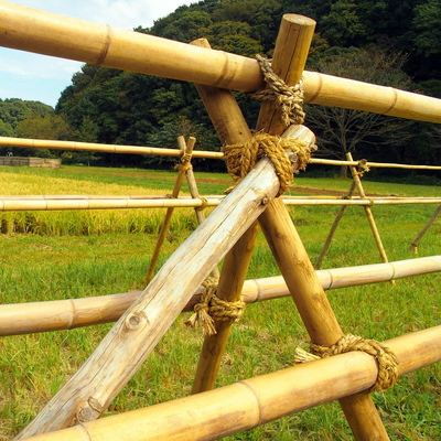Moso grande al aire libre recto seco modificado para requisitos particulares postes de bambú color natural de los 60cm a de los 595cm