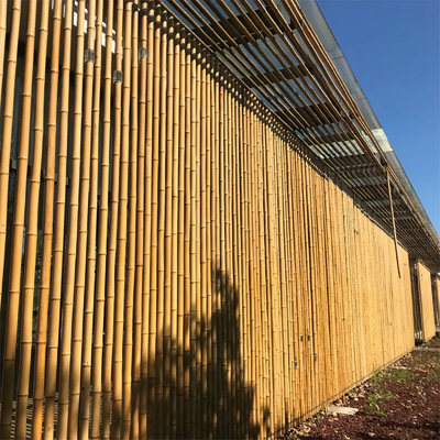 Moso grande al aire libre recto seco modificado para requisitos particulares postes de bambú color natural de los 60cm a de los 595cm