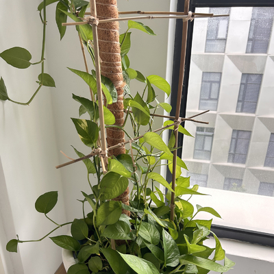 Bambú sólido de bambú postes de Home Decoration Raw postes Tonkin de la cerca del jardín