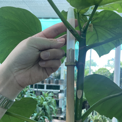 Los 60cm rectos secos hasta el color natural de bambú grande de los 595cm postes