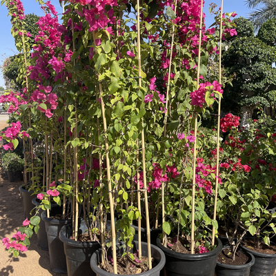 Los 60cm rectos secos hasta el color natural de bambú grande de los 595cm postes