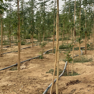 Participaciones de bambú naturales de la ayuda de la planta para las plantas interiores, participación de bambú los 40cm de los palillos del jardín de bambú de postes los 595cm