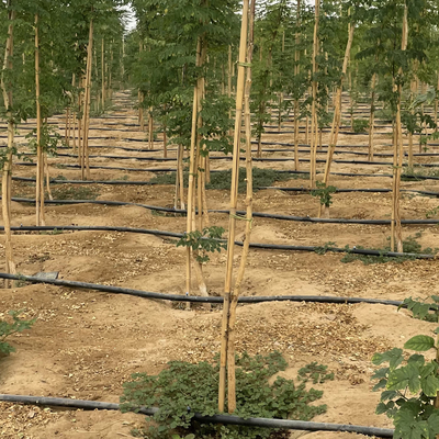 Participaciones de bambú naturales de la ayuda de la planta para las plantas interiores, participación de bambú los 40cm de los palillos del jardín de bambú de postes los 595cm
