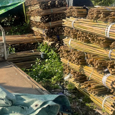 bastón de bambú poste del diámetro de 18m m a de 160m m de la construcción de Moso del jardín del campo de bambú de la agricultura