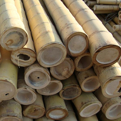 Poste de bambú crudo el 100% natural para los bastones de la construcción que cultivan un huerto y de la decoración/las participaciones de bambú de calidad superior