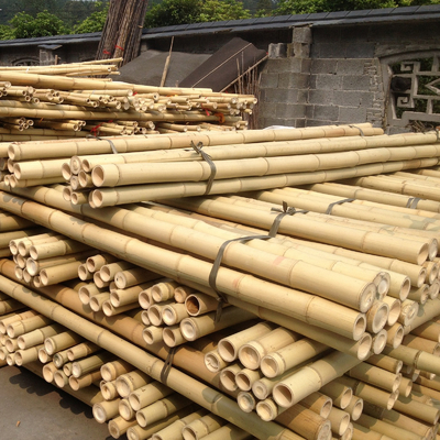 Poste de bambú crudo el 100% natural para los bastones de la construcción que cultivan un huerto y de la decoración/las participaciones de bambú de calidad superior