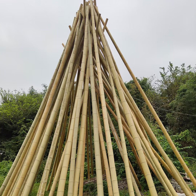 Poste de bambú crudo el 100% natural para los bastones de la construcción que cultivan un huerto y de la decoración/las participaciones de bambú de calidad superior