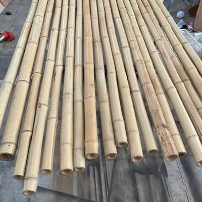 Bambú natural poste de Moso de 10 pies para la construcción constructiva del jardín