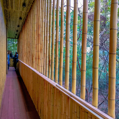Bambú natural poste de Moso de 10 pies para la construcción constructiva del jardín