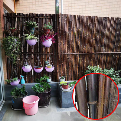 Cerca de bambú decorativa natural negra los 4Ft los 6Ft los 8Ft para el jardín de la aislamiento del jardín
