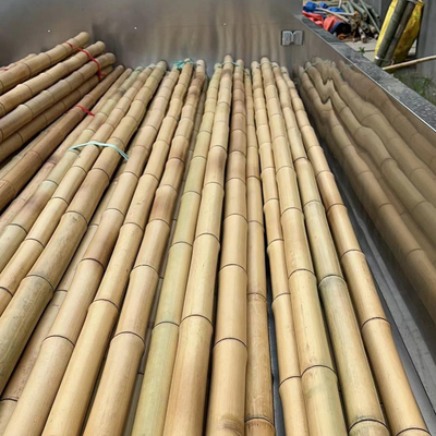 Precio al por mayor Moss natural Plant Pole Moss Stick para plantas de escalada Moss Poles de apoyo