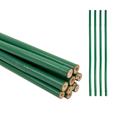Soporte de flores tratado con bambú revestido de PVC verde a medida Tonkin Polvo de tubo de plástico de bambú