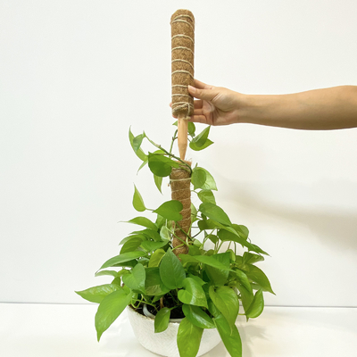 Tutor de plantas con fibra de coco, palo trepador resistente para enredaderas