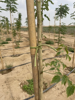 Palos de bambú ecológicos para una jardinería sostenible