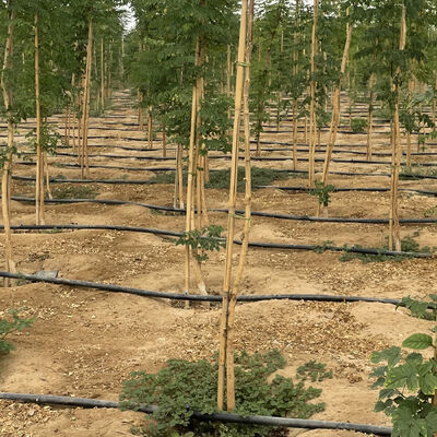 Tamaño ecológico y personalizable Palo de bambú para apoyar las plantas de jardín con tratamiento antiseptico