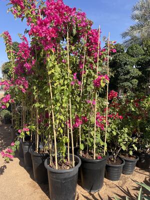 Estacas de jardín, estacas de plantas de bambú natural de 18 pulgadas, estacas de soporte de plantas con corbatas torcidas, palos de bambú para tomates, frijoles, flores, plantas en maceta, plantas de escalada interiores y exteriores